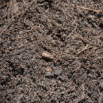 Sepulveda Top Soil