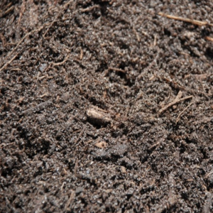 Sepulveda Top Soil