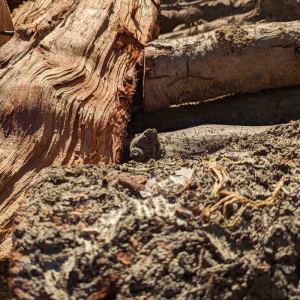 14-CORD-16-ALMONDPINE-MIX.