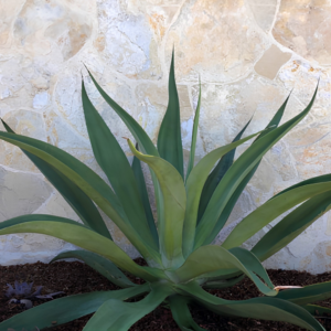 Lompoc-Country-Flagstone-2